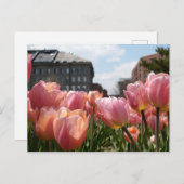 Roze Tulips in Boston Briefkaart (Voorkant / Achterkant)