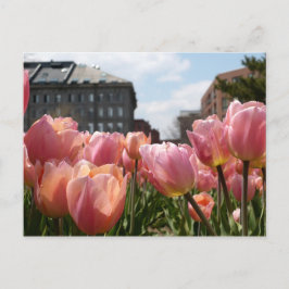 Roze Tulips in Boston Briefkaart