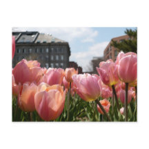 Roze Tulips in Boston