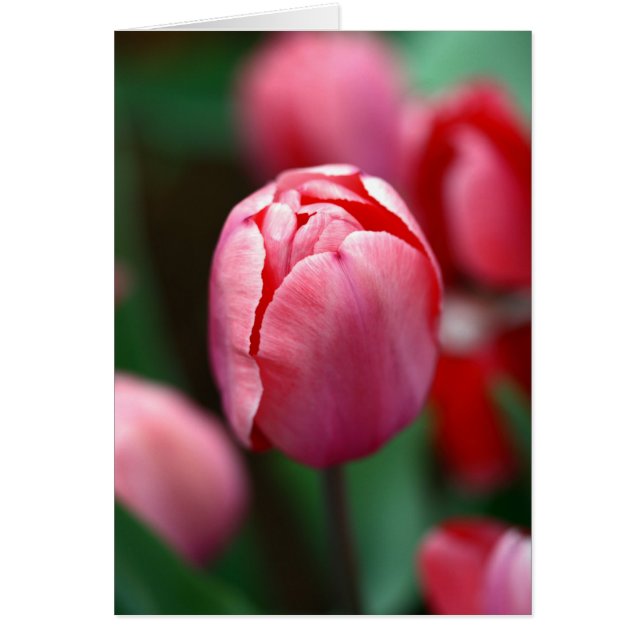 Roze tulp (Voorkant)