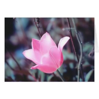 roze tulp