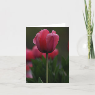 Roze tulp bedankkaart