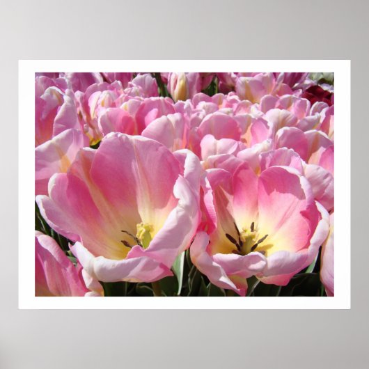 ROZE Tulp Bloem Tuin kunst prints posters (Voorkant)