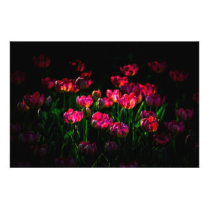Roze tulp bloemen foto afdruk