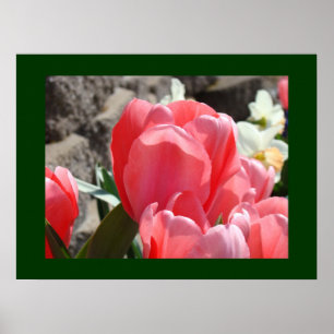 Roze Tulp Bloemen kunstprints Floraal Lente Tuin Poster