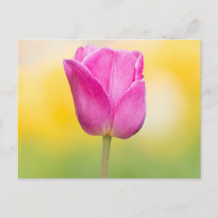 Roze Tulp Bloemige Kunstprint Briefkaart