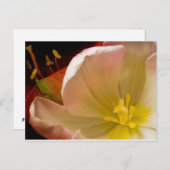 Roze tulp briefkaart (Voorkant / Achterkant)