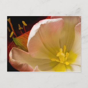 Roze tulp briefkaart