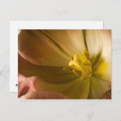 Roze tulp briefkaart (Voorkant / Achterkant)