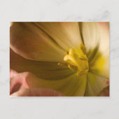 Roze tulp briefkaart (Voorkant)