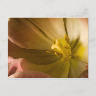 Roze tulp briefkaart