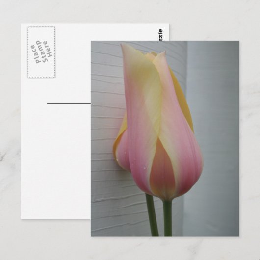  roze tulp briefkaart (Voorkant / Achterkant)
