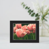 Roze Tulp Briefkaart! (met rand) Briefkaart (Staand voorkant)