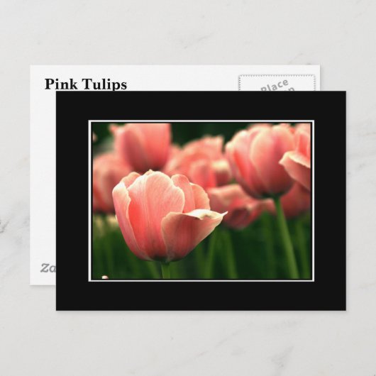 Roze Tulp Briefkaart! (met rand) Briefkaart (Voorkant / Achterkant)