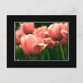 Roze Tulp Briefkaart! (met rand) Briefkaart