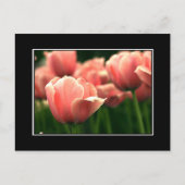 Roze Tulp Briefkaart! (met rand) Briefkaart (Voorkant)