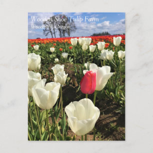 Roze Tulp die Opvalt, Oregon Ansichtkaart Briefkaart