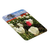 Roze Tulp die Opvalt, Oregon Magneet (Rechterzijde)