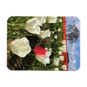 Roze Tulp die Opvalt, Oregon Magneet (Horizontaal)