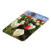 Roze Tulp die Opvalt, Oregon Magneet (Linkerzijde)