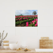 Roze Tulp Field, Oregon Poster (Keuken)