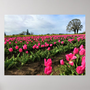 Roze Tulp Field, Oregon Poster