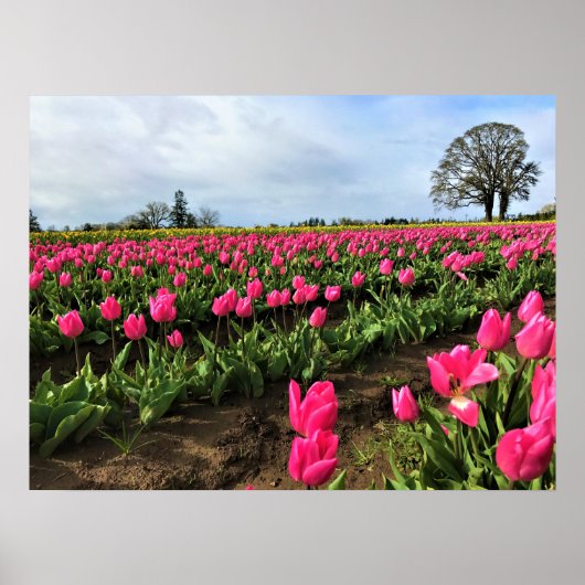 Roze Tulp Field, Oregon Poster (Voorkant)