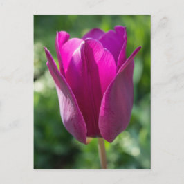 Roze Tulp Florence Briefkaart