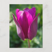 Roze Tulp Florence Briefkaart (Voorkant)