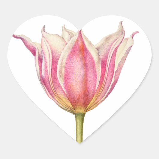 Roze  Tulp Heart Shape Stickers (Voorkant)