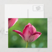 Roze tulp in de ochtend dauw briefkaart (Voorkant / Achterkant)
