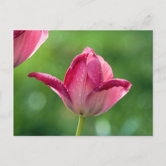 Roze tulp in de ochtend dauw briefkaart (Voorkant)