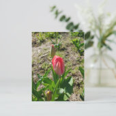Roze Tulp in de Park Ansichtkaart Briefkaart (Staand voorkant)