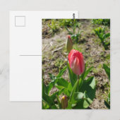 Roze Tulp in de Park Ansichtkaart Briefkaart (Voorkant / Achterkant)