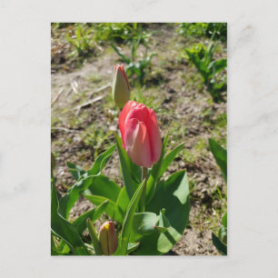 Roze Tulp in de Park Ansichtkaart Briefkaart