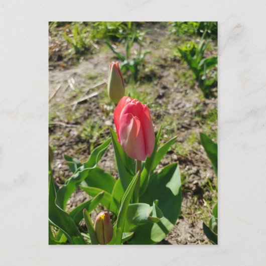 Roze Tulp in de Park Ansichtkaart Briefkaart (Voorkant)