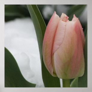 Roze tulp in sneeuw poster
