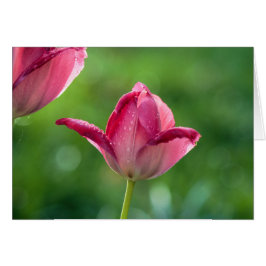 roze tulp met druppels