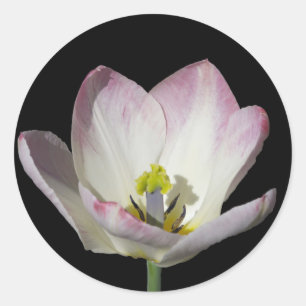 Roze tulp op zwart ronde sticker