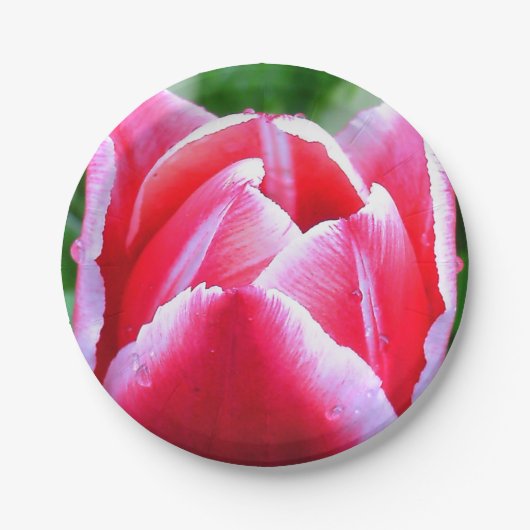 Roze tulp papieren bordje (Voorkant)