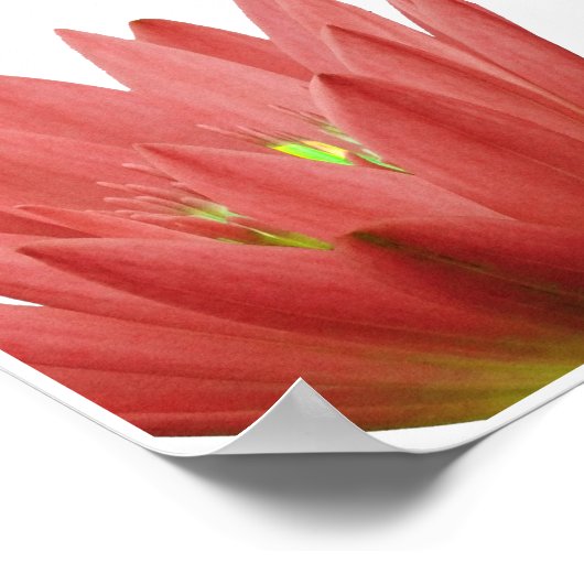 Roze tulp poster (Hoek)
