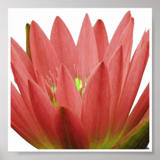 Roze tulp poster (Voorkant)