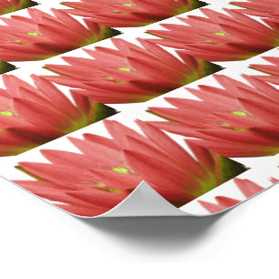Roze tulp poster