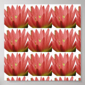 Roze tulp poster (Voorkant)