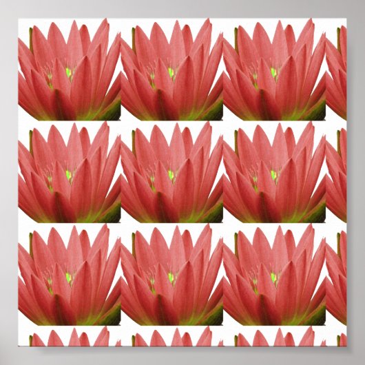 Roze tulp poster (Voorkant)