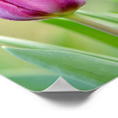 Roze tulp poster (Hoek)
