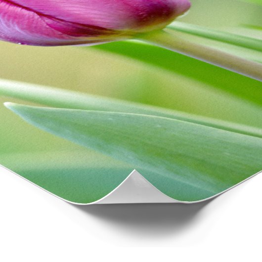 Roze tulp poster (Hoek)