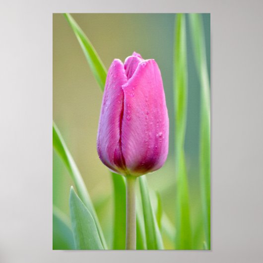 Roze tulp poster (Voorkant)