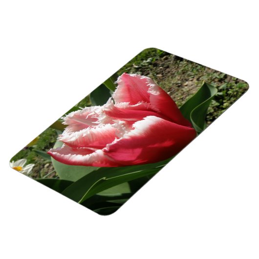 Roze tulp Premium Magnet Magneet (Linkerzijde)