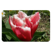 Roze tulp Premium Magnet Magneet (Horizontaal)